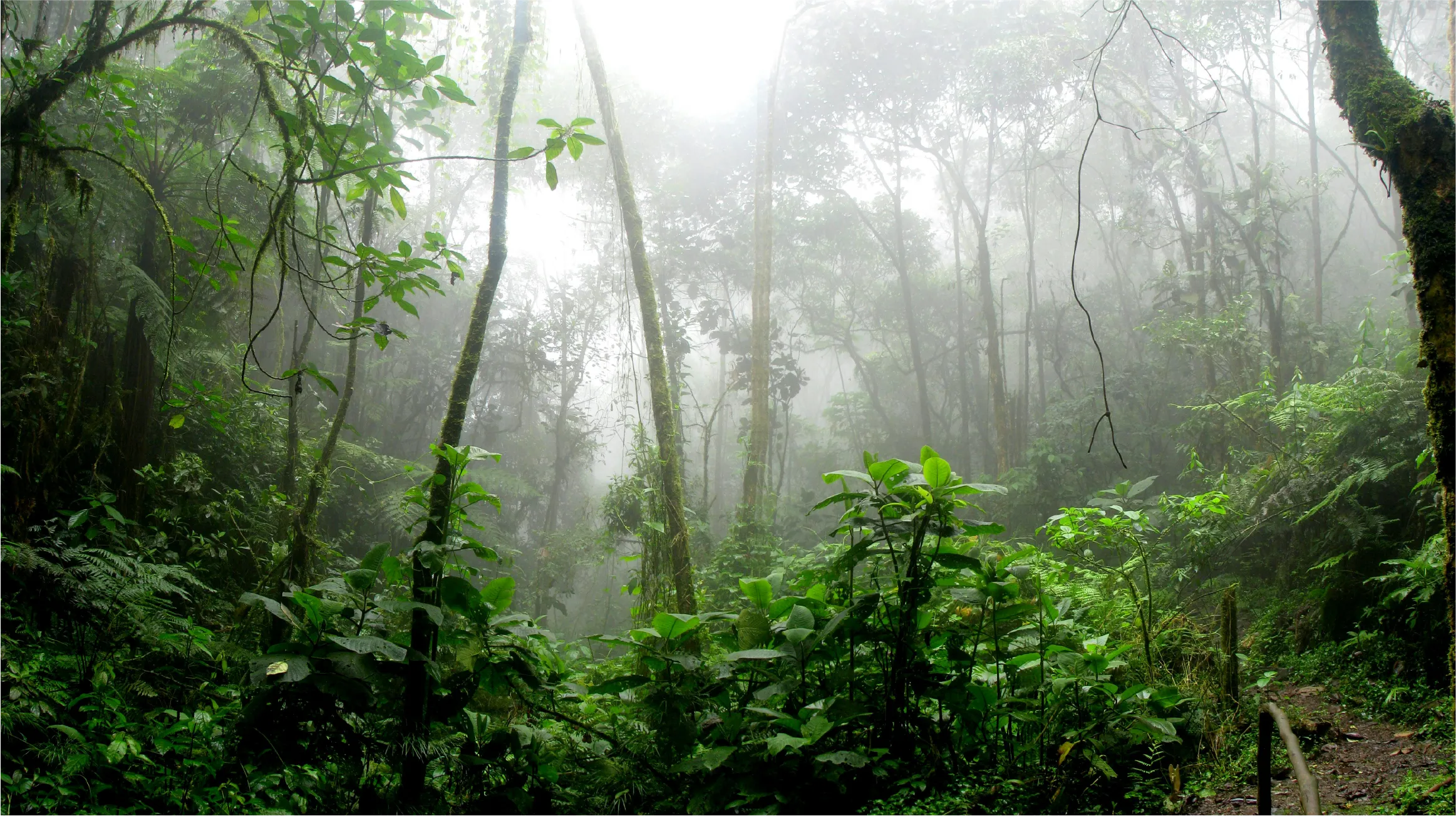 Bosque húmedo tropical entre la niebla